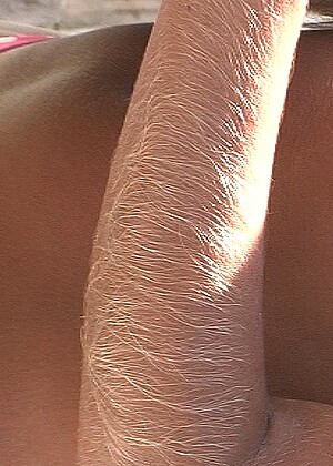 Hairy Arms 